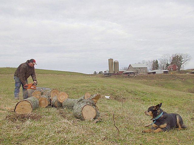 A still from the film 'Greener Pastures' with a farmer cutting up a tree trunk with a chain saw in a field with his dog.