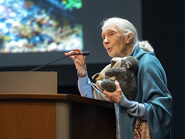 Jane Goodall at a podium holding a stuffed chimpanzee toy.